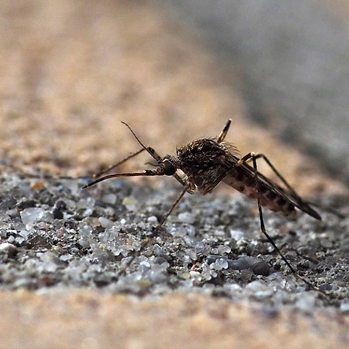 Hoe malariamuggen ongemerkt weg komen