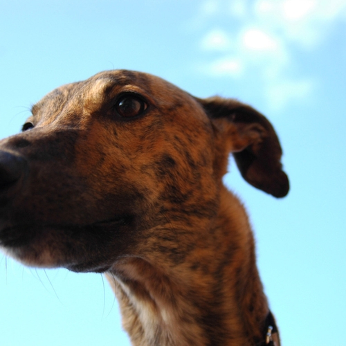 Ophef om experiment op honden in Australië