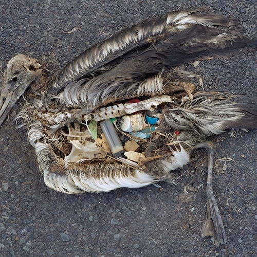 Plastic ruikt naar voedsel voor zeevogels