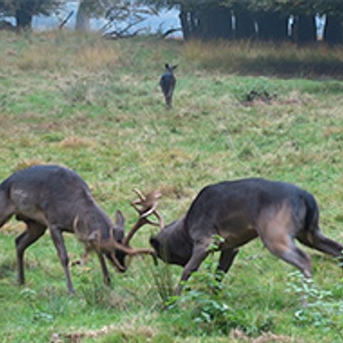 Damherten met schoffelgeweien