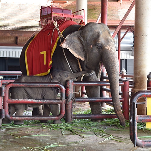 Aantal olifanten in toeristenindustrie neemt toe