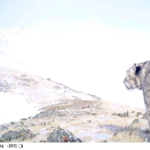 Afbeelding van Onderzoek naar sneeuwluipaard