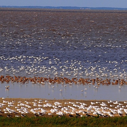 En verder: vijftig jaar Lauwersmeer, Greenpeace strijdt tegen bosbranden, fenolijn, haaien expeditie naar de Caraiben