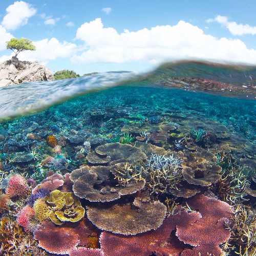 Afbeelding van Maleisië roept koraalriffen uit tot beschermd zeegebied