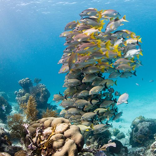 Afbeelding van Permanent verbod op olieboringen rond enorm koraalrif Belize