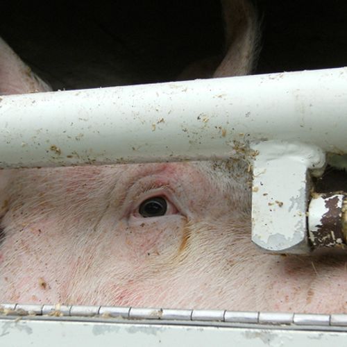 Afbeelding van ’NVWA faalt met export ernstig zieke varkens’