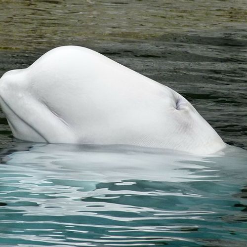 Afbeelding van Rusland laat deel van gevangen walvissen vrij