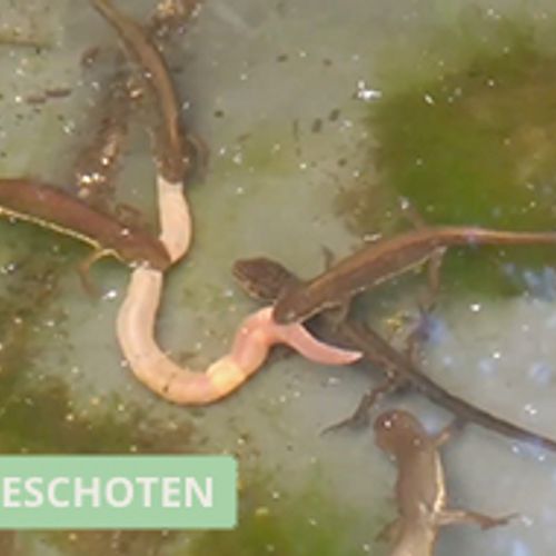 Afbeelding van Salamanders vechten om worm