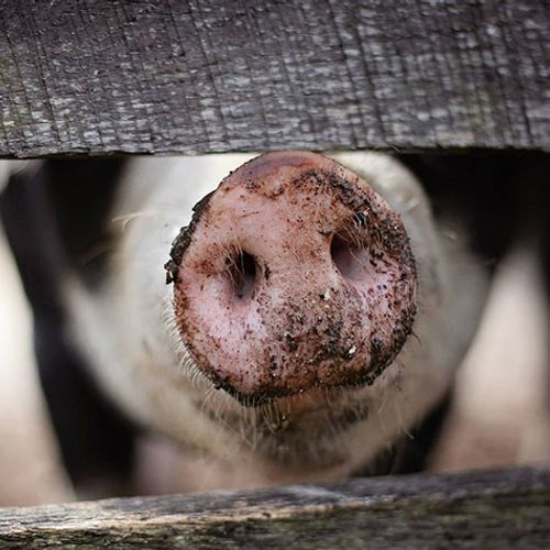 Afbeelding van Acht miljoen varkens krijgen schonere lucht