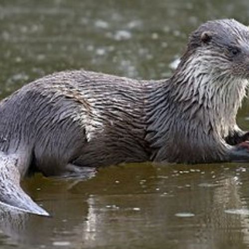 Afbeelding van Nieuwkoopse otters krijgen geen tunnels