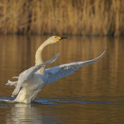 Afbeelding van Flight of the swans