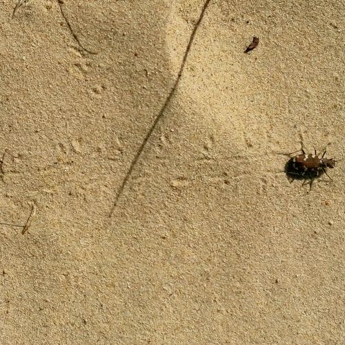 Afbeelding van Diersporen in de zomer: de zandloopkever