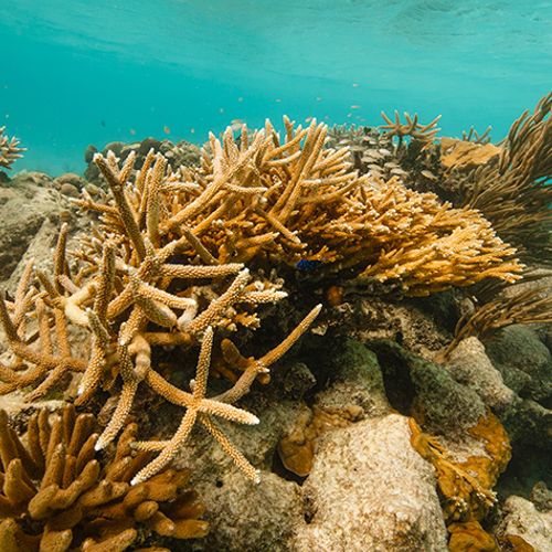 Afbeelding van Belize stelt moratorium in op offshore olieboringen naast koraalrif