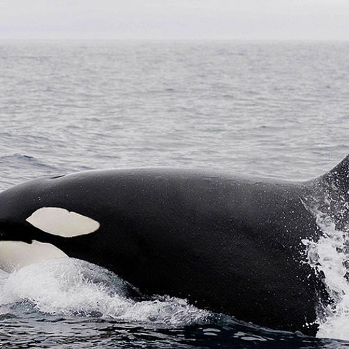 Afbeelding van Rusland bevrijdt ruim honderd walvisachtigen